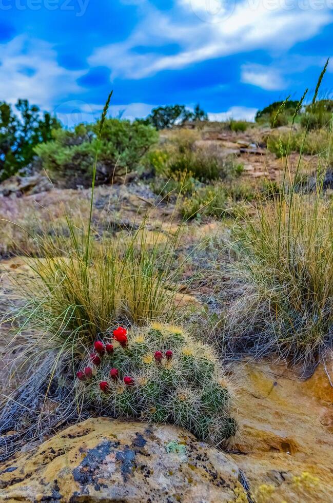 Known commonly as the hedgehog cactus Echinocereus sp., east Utah photo