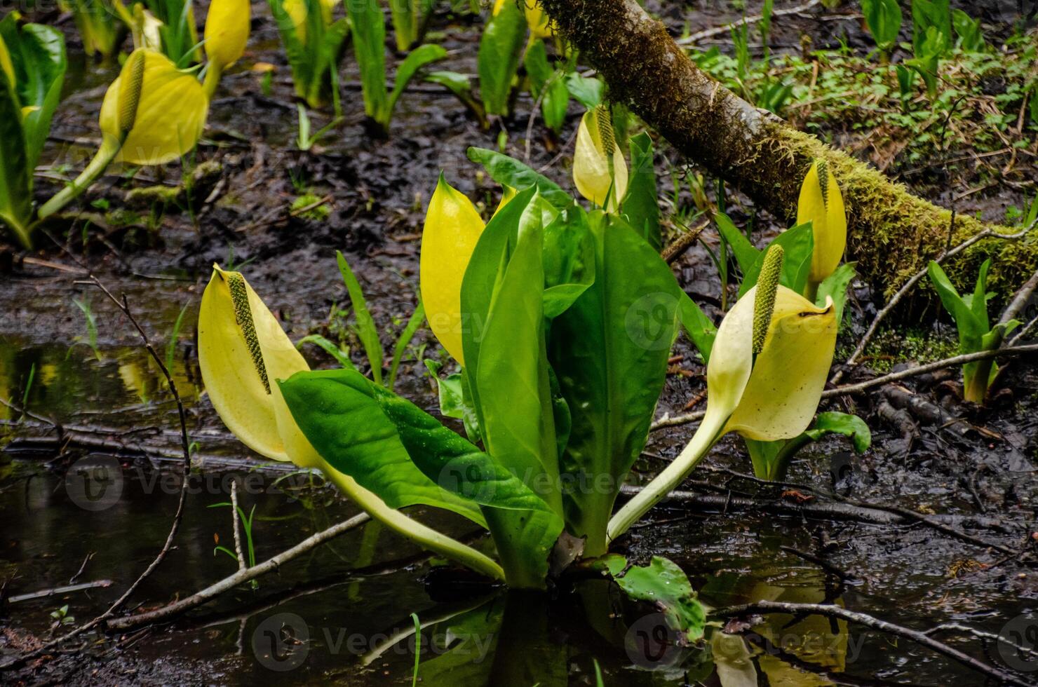 Western Skunk Cabbage Lysichiton americanus in a red alder grove, Olympic National Park photo