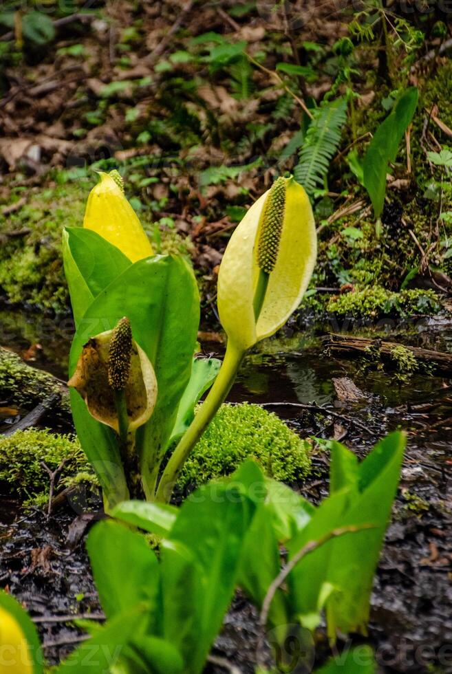 Western Skunk Cabbage Lysichiton americanus in a red alder grove, Olympic National Park photo