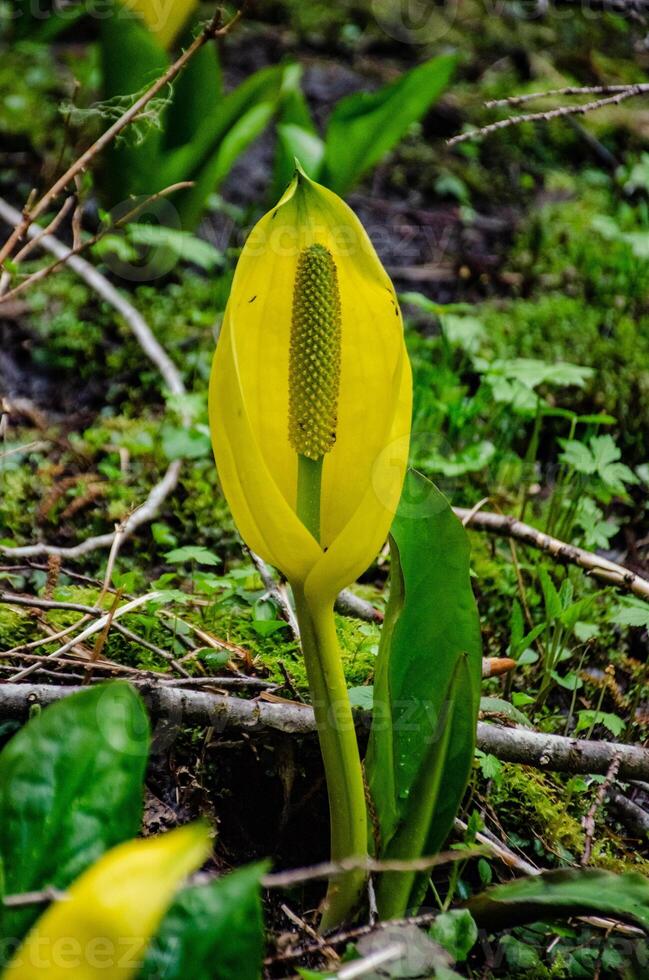 Western Skunk Cabbage Lysichiton americanus in a red alder grove, Olympic National Park photo