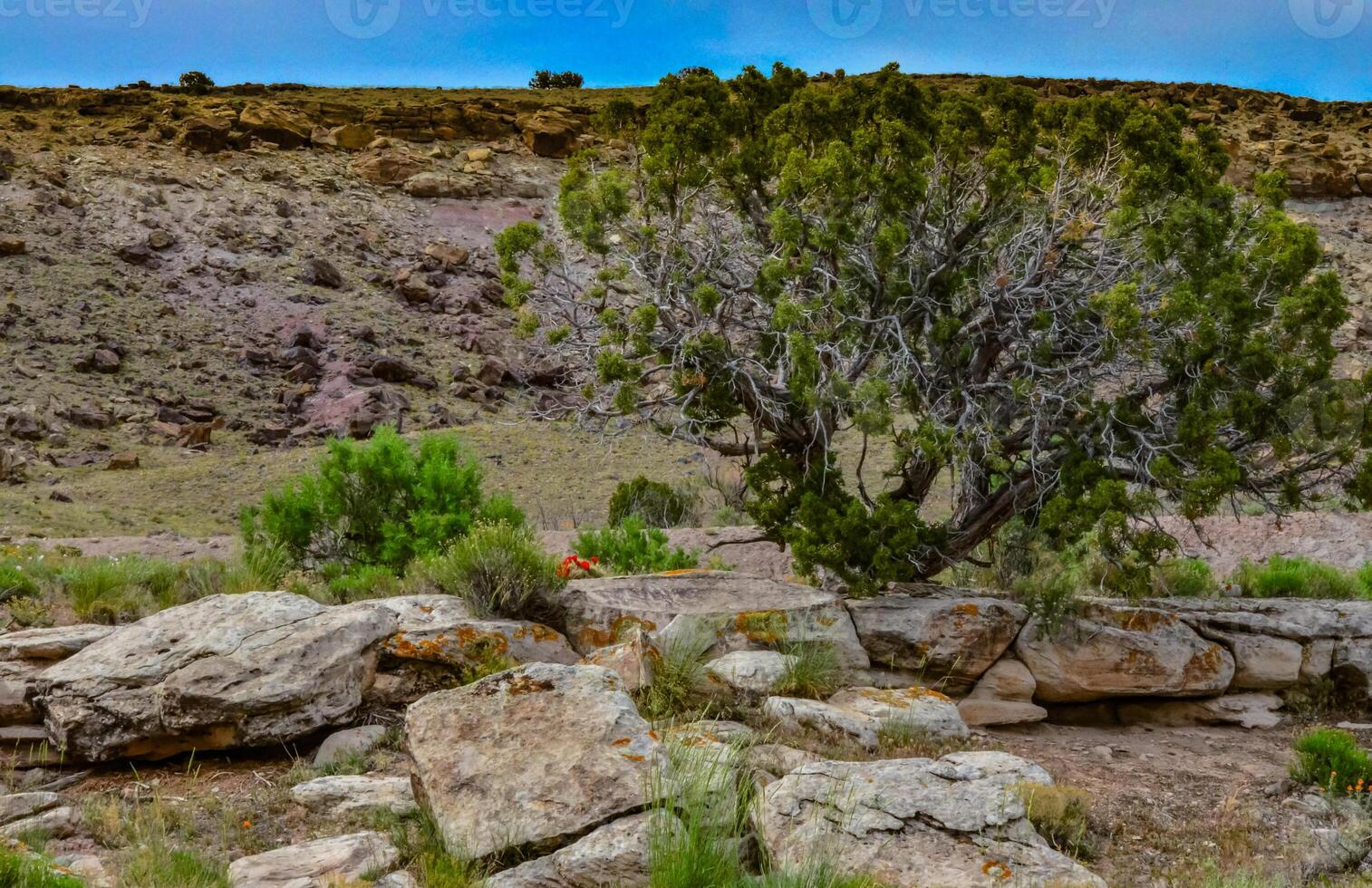 Solitary drought tolerant trees, desert plants, and cacti in a natural hillside landscape in Utah, US photo