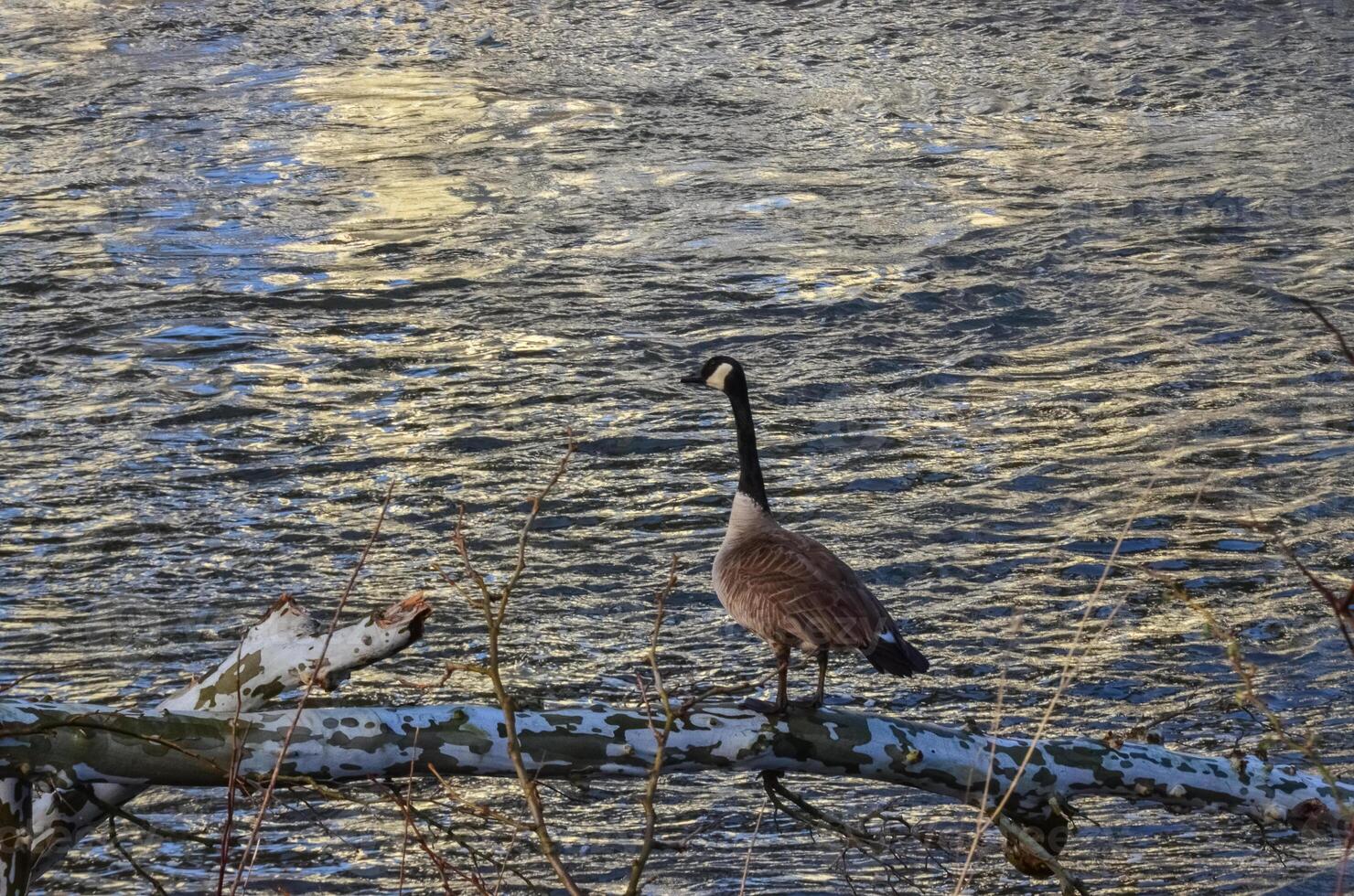 Canada goose Branta canadensis. A male goose sits on a fallen tree against the background of a river, Ohio USA photo