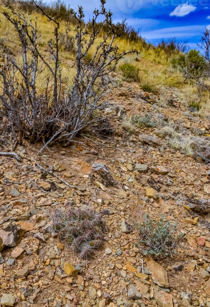 Desert succulents, cacti, prickly pear Cylindropuntia and Opuntia sp. and yucca on a hillside in Colorado, US photo