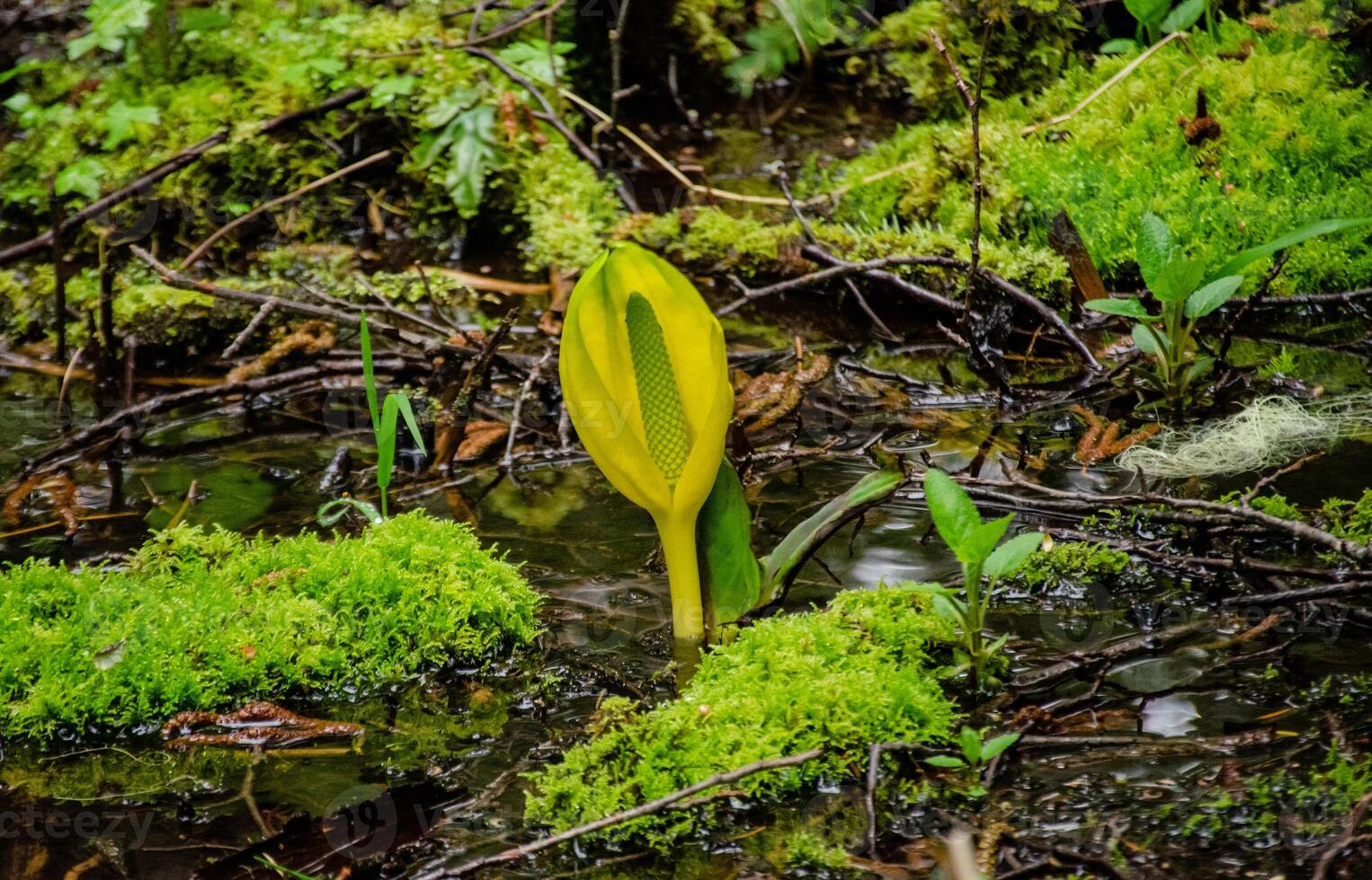 Western Skunk Cabbage Lysichiton americanus in a red alder grove, Olympic National Park photo