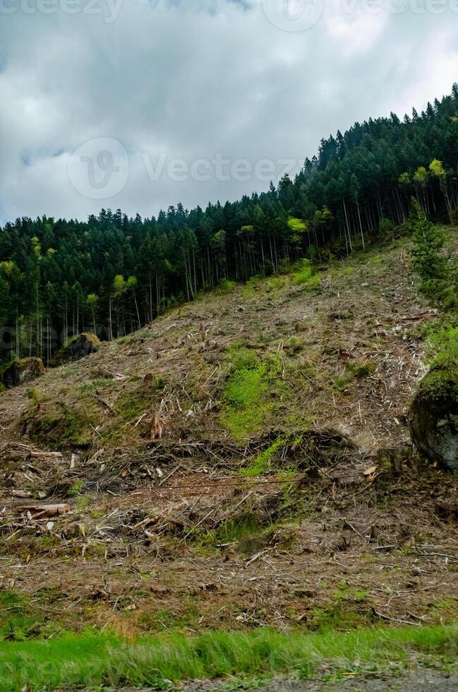 Felling of trees, many stumps from felled pines. Washington State photo