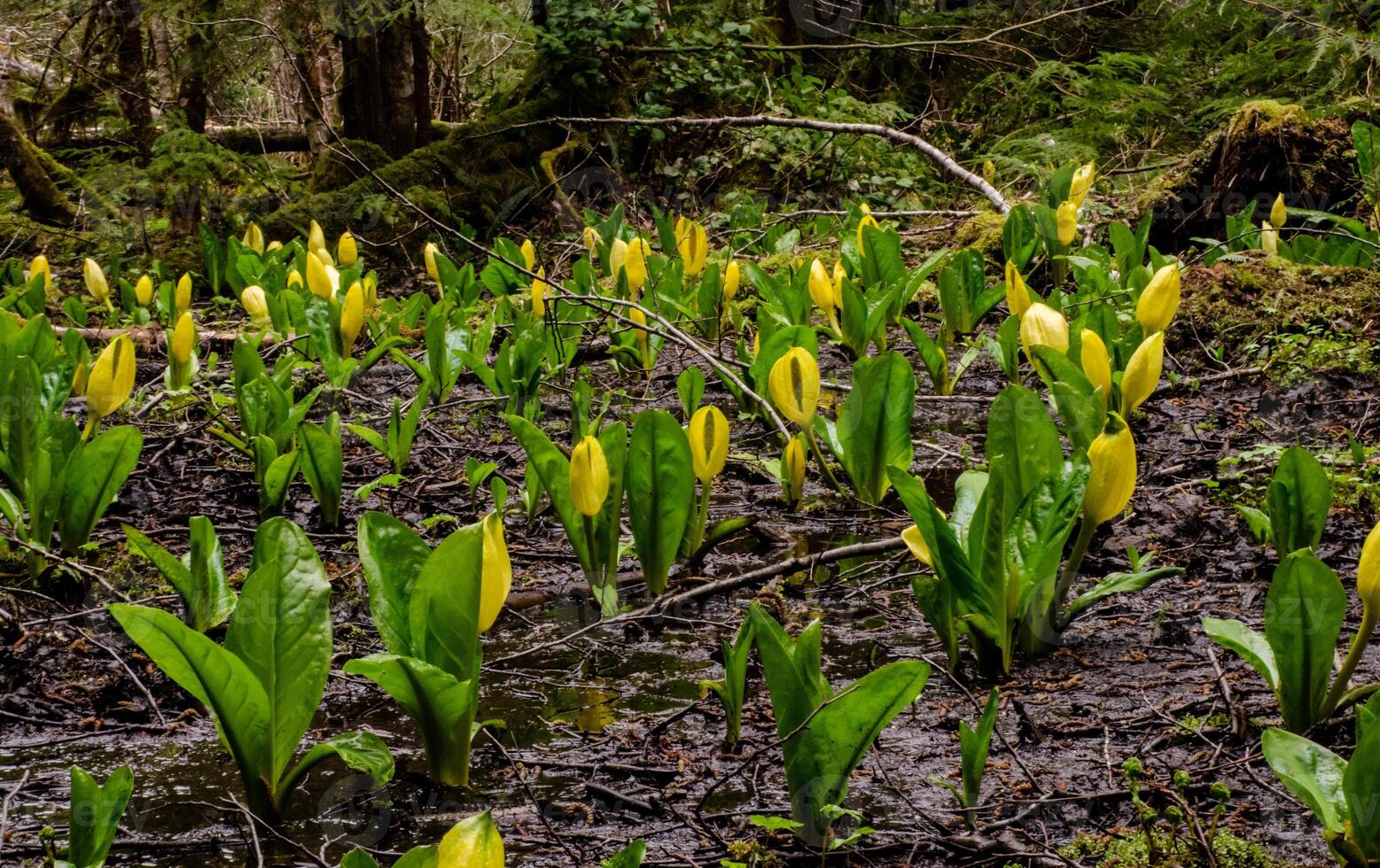 Western Skunk Cabbage Lysichiton americanus in a red alder grove, Olympic National Park photo