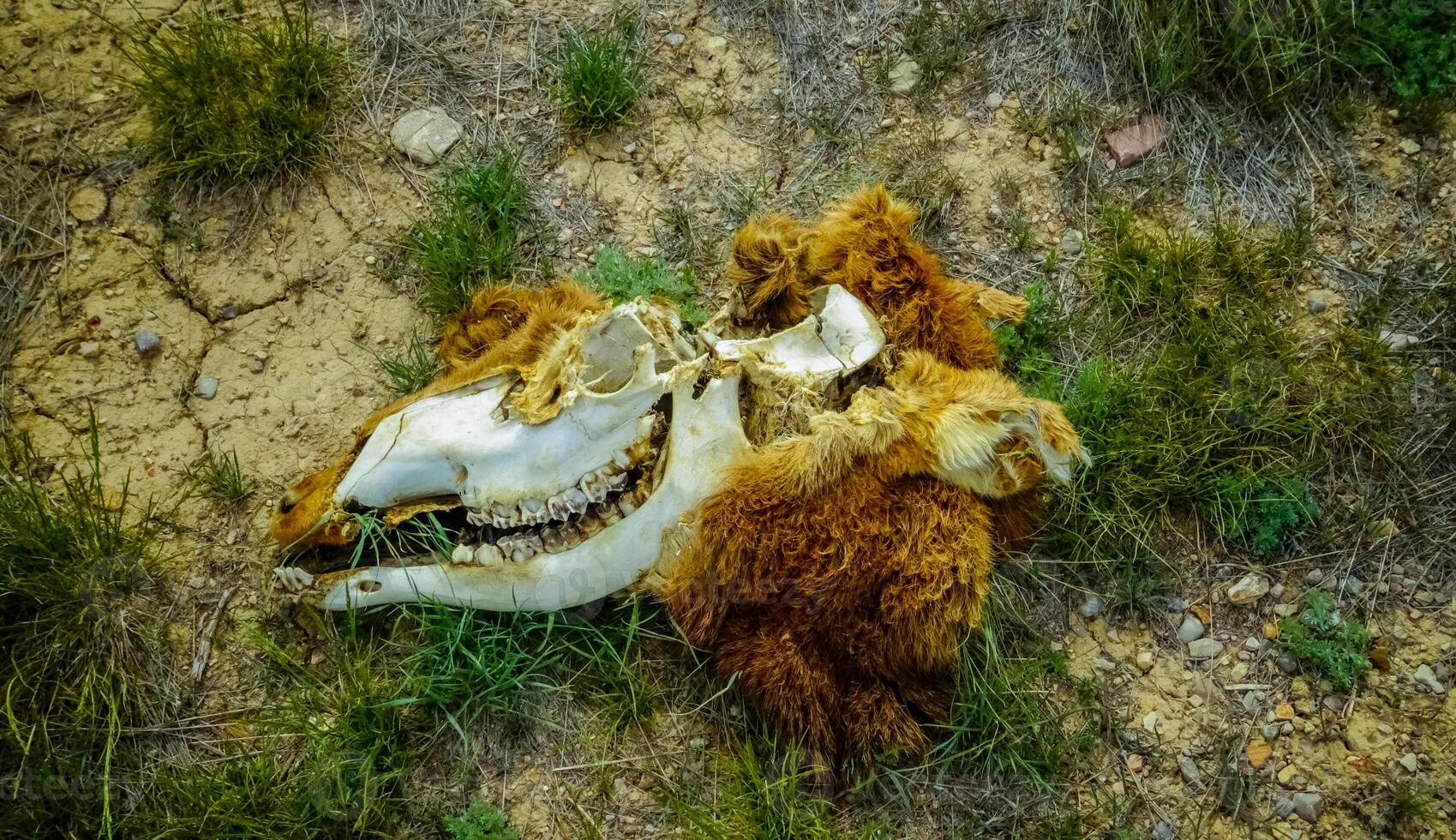 Deer herbivore skull, Washington state photo