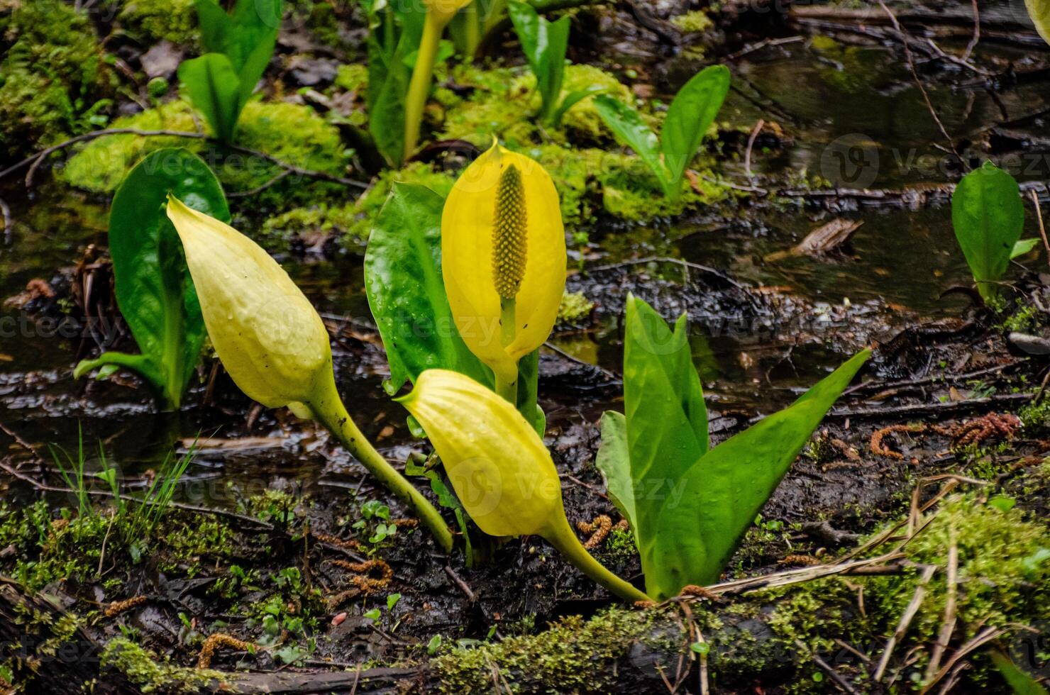 Western Skunk Cabbage Lysichiton americanus in a red alder grove, Olympic National Park photo