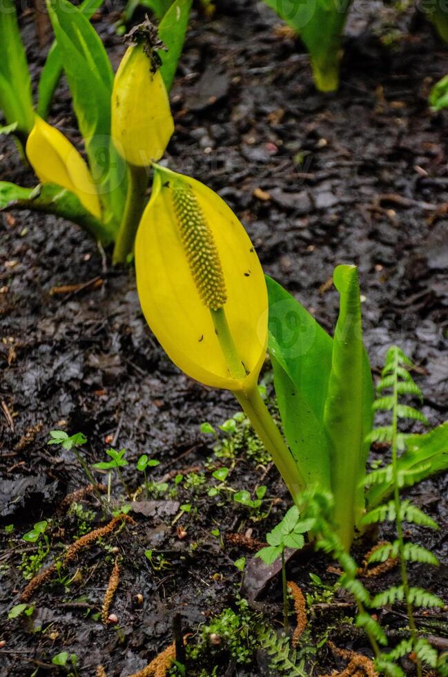 Western Skunk Cabbage Lysichiton americanus in a red alder grove, Olympic National Park photo