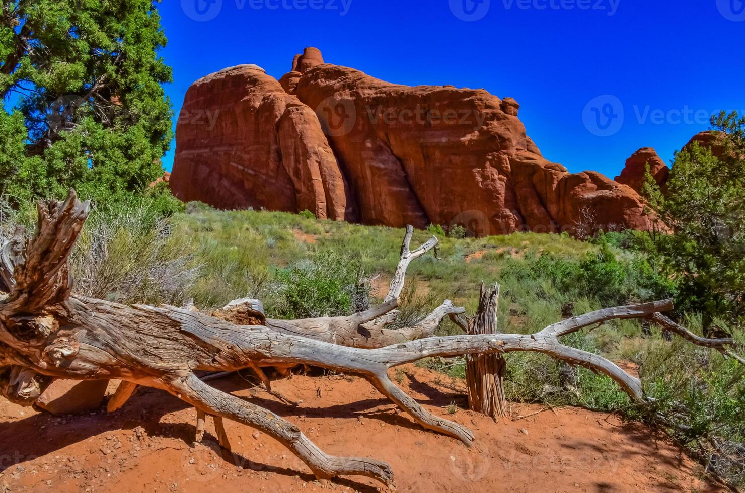 Dry tree against the background of an Eroded landscape, Arches National Park, Moab, Utah, US photo