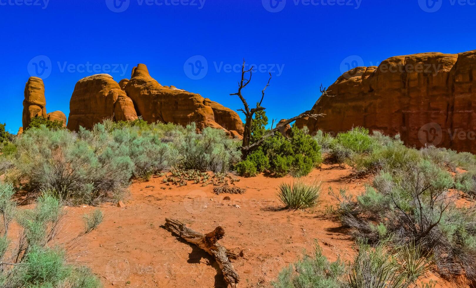 Dry tree against the background of an Eroded landscape, Arches National Park, Moab, Utah, US photo