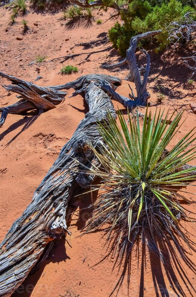 Dry tree trunk against the background of an erosional landscape, Arches NP, Moab, Utah, US photo