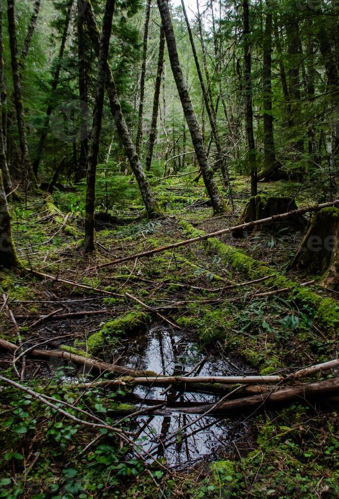 Swamp plants, mosses and ferns in a damp forest. Washington State photo