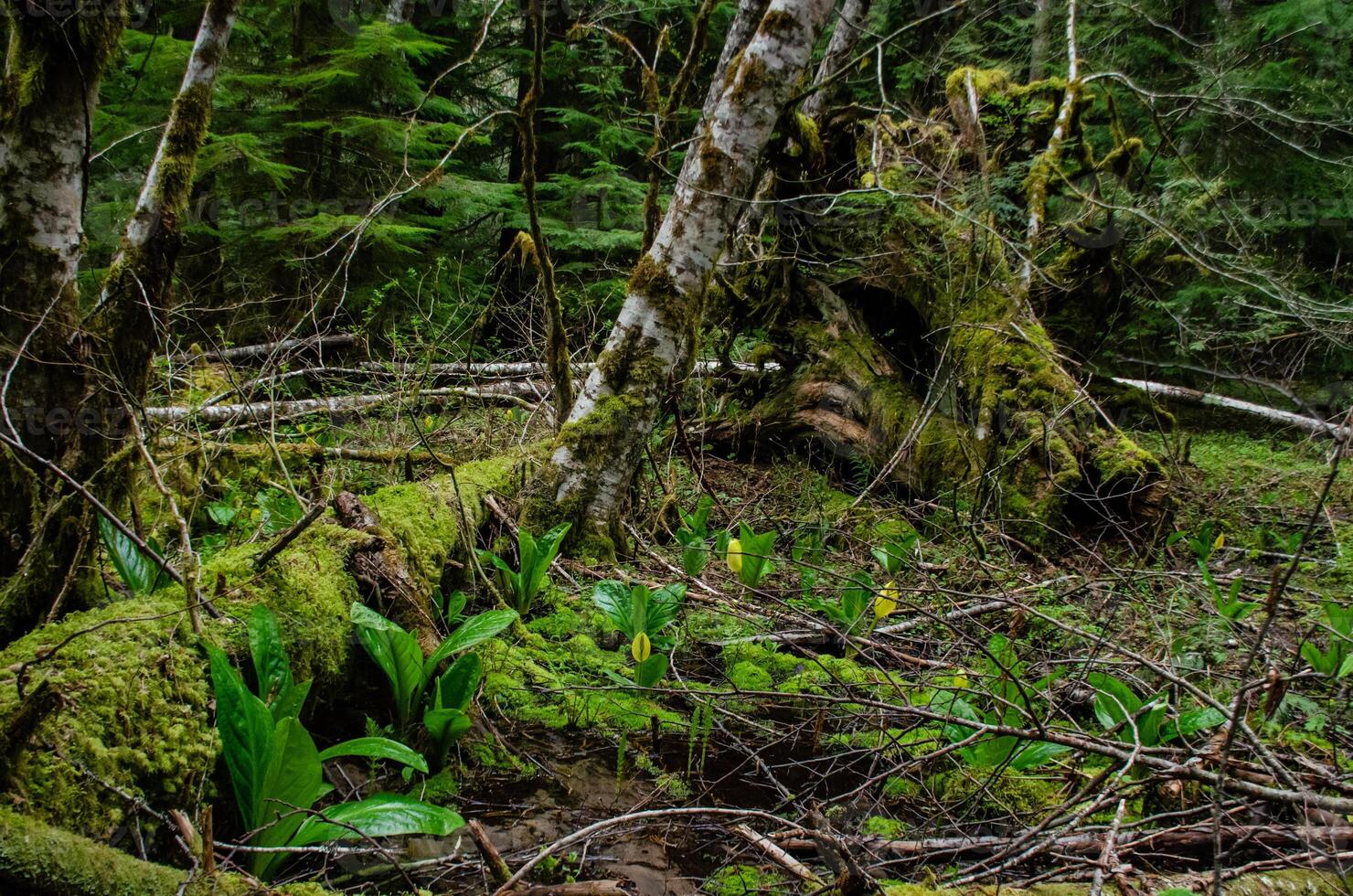 Western Skunk Cabbage Lysichiton americanus in a red alder grove, Olympic National Park photo