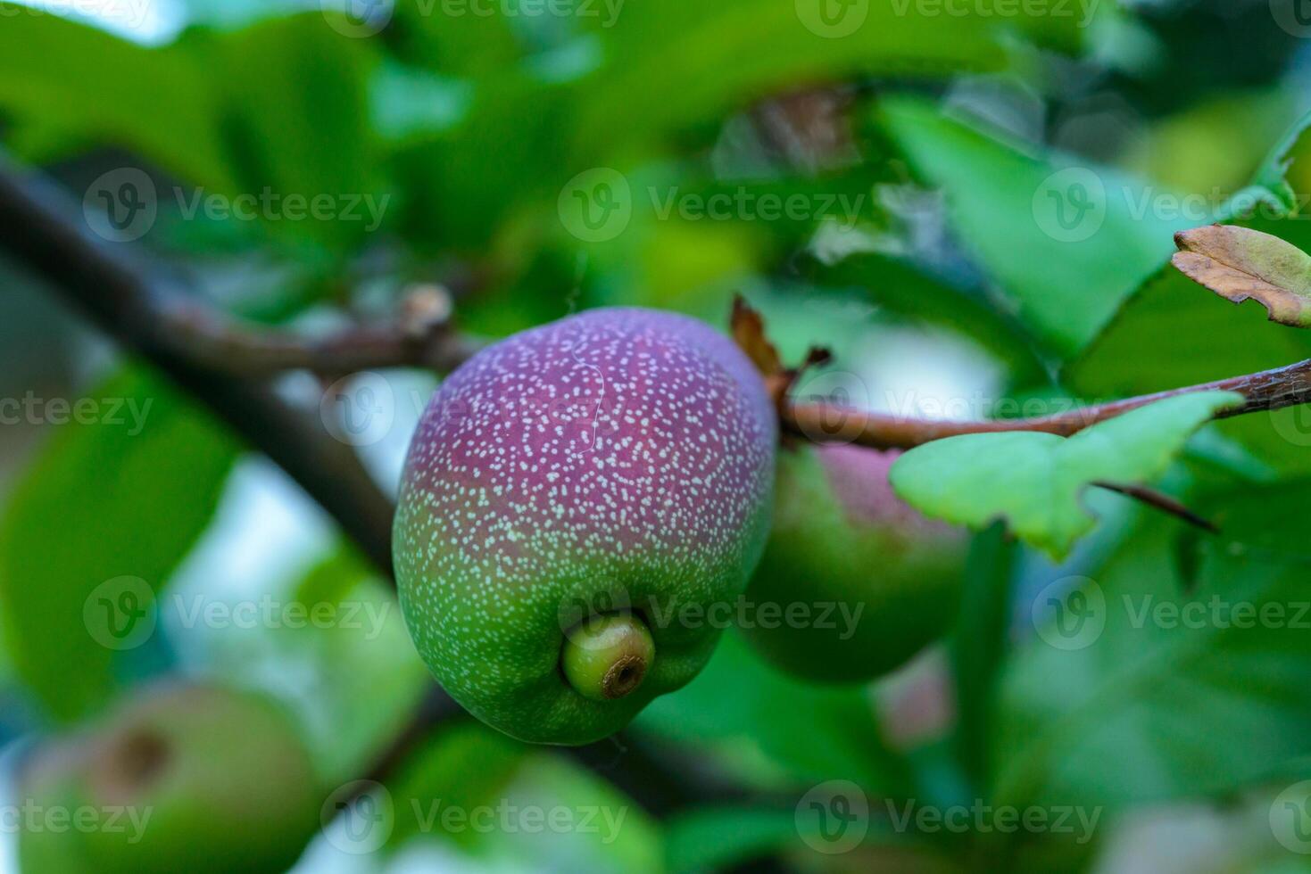 Green fruits Japanese quince, Maule's quince Chaenomeles japonica photo