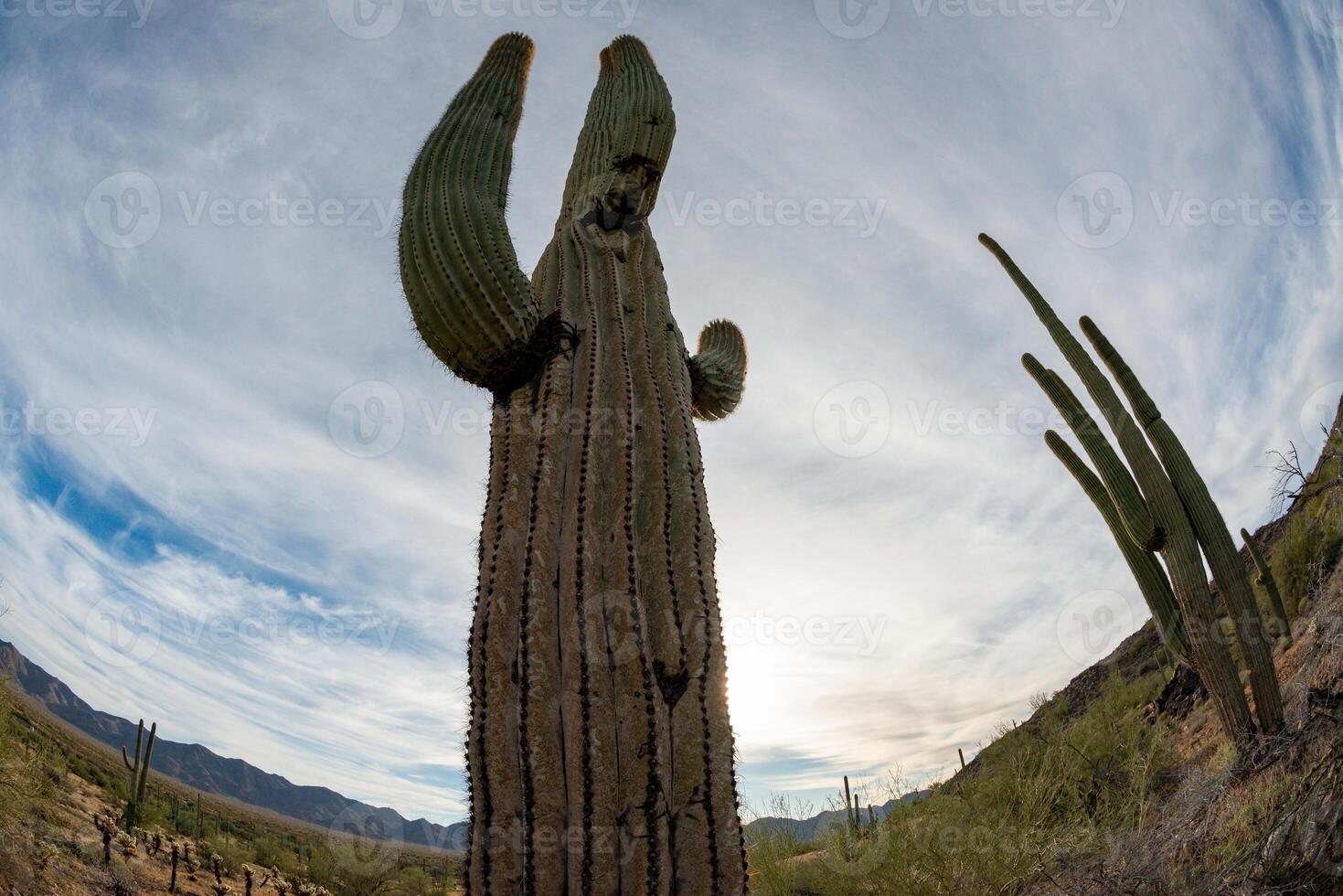 Landscape of a stone desert, photo of a cactus with a Fish Eye lens, Giant cactus Saguaro cactus Carnegiea gigantea, Arizona