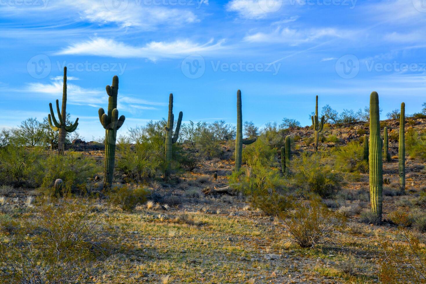 Large cacti in Arizona against a blue sky, desert landscape. Saguaro Cactuses Carnegiea gigantea photo