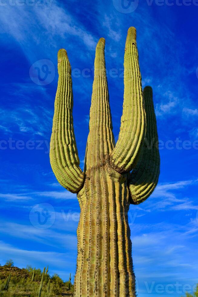 Saguaro Cactus Carnegiea gigantea in desert, giant cactus against a blue sky in winter photo