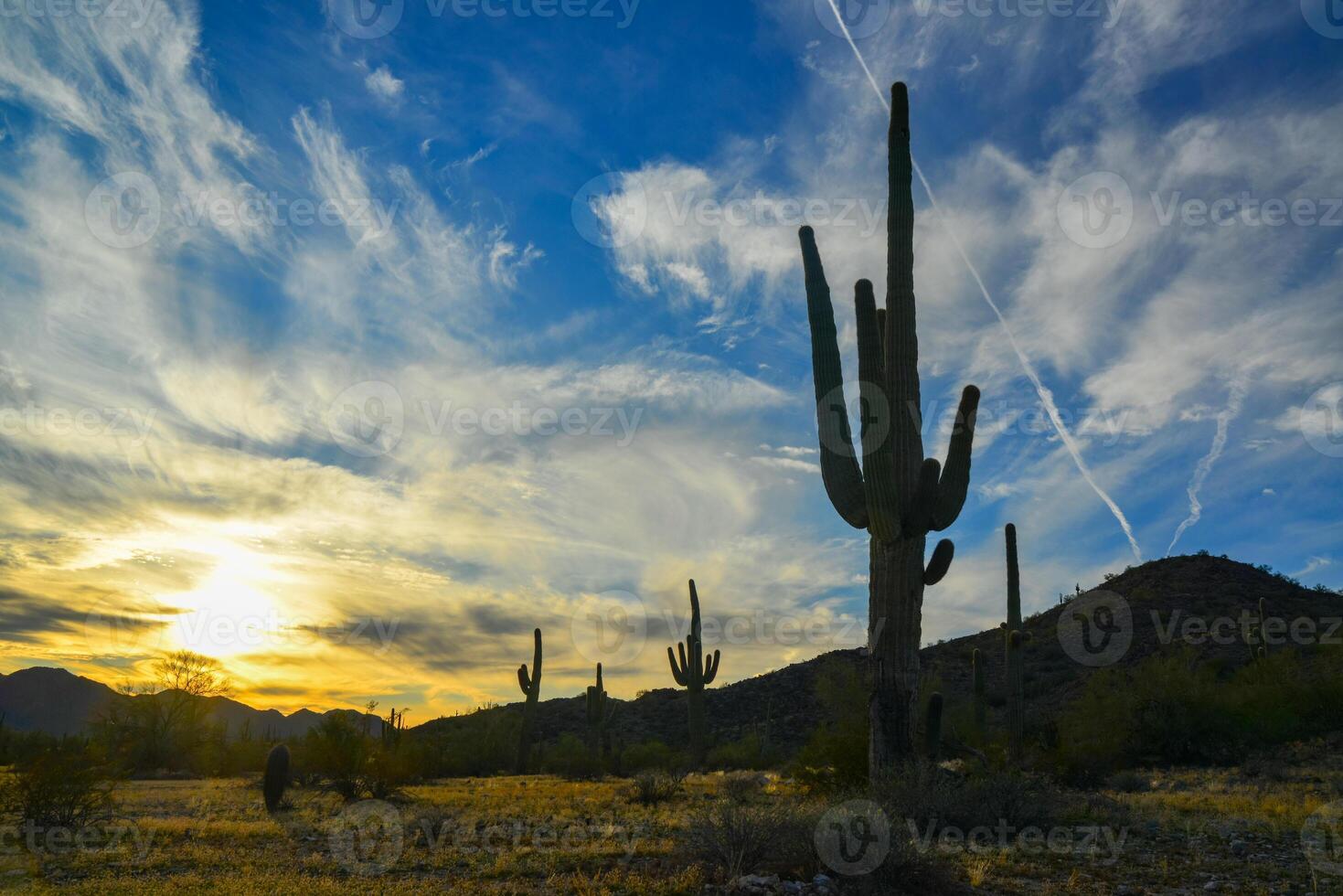 Saguaro Cactus Carnegiea gigantea in desert, giant cactus against a blue sky in winter in the desert of Arizona photo