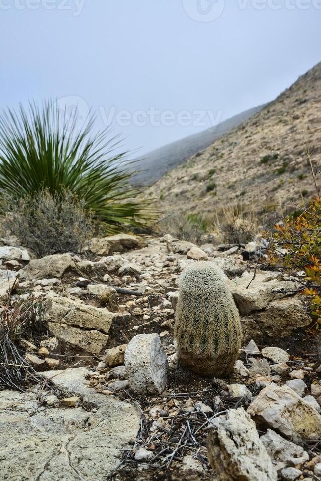 Cactus Echinocereus coccineus and other desert plants in the mountains landscape in New Mexico, USA photo