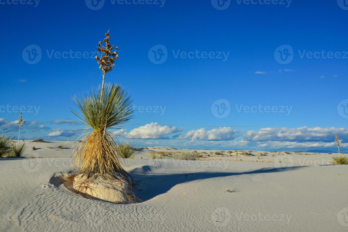 Yucca plants growing in White Sands National Monument, New Mexico, USA photo
