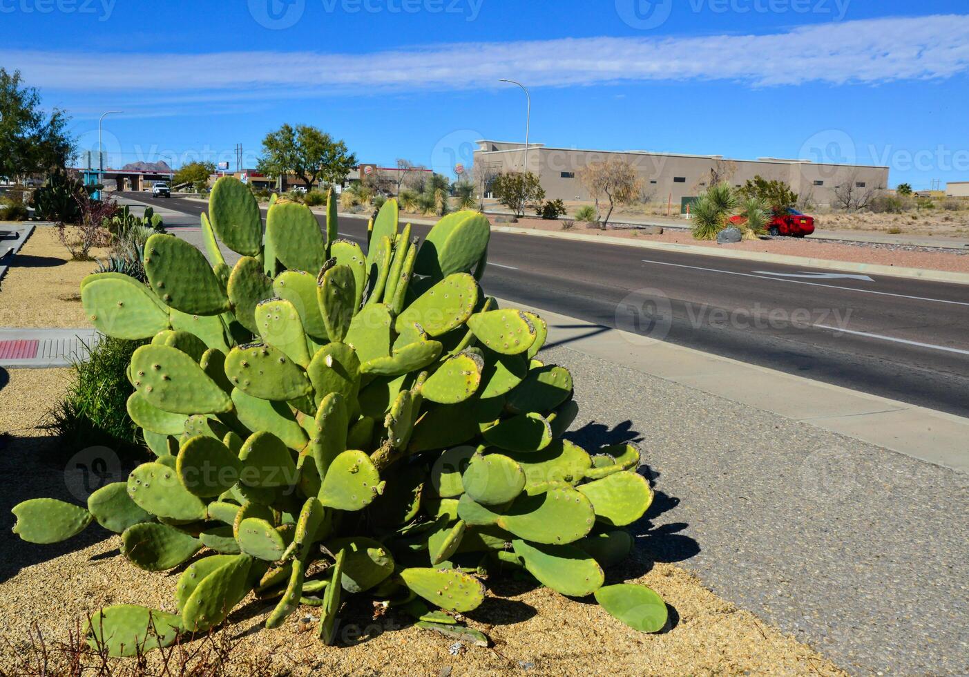 Opuntia sp. cactus and Agava sp. in landscape design near a road in a small town in New Mexico, USA photo