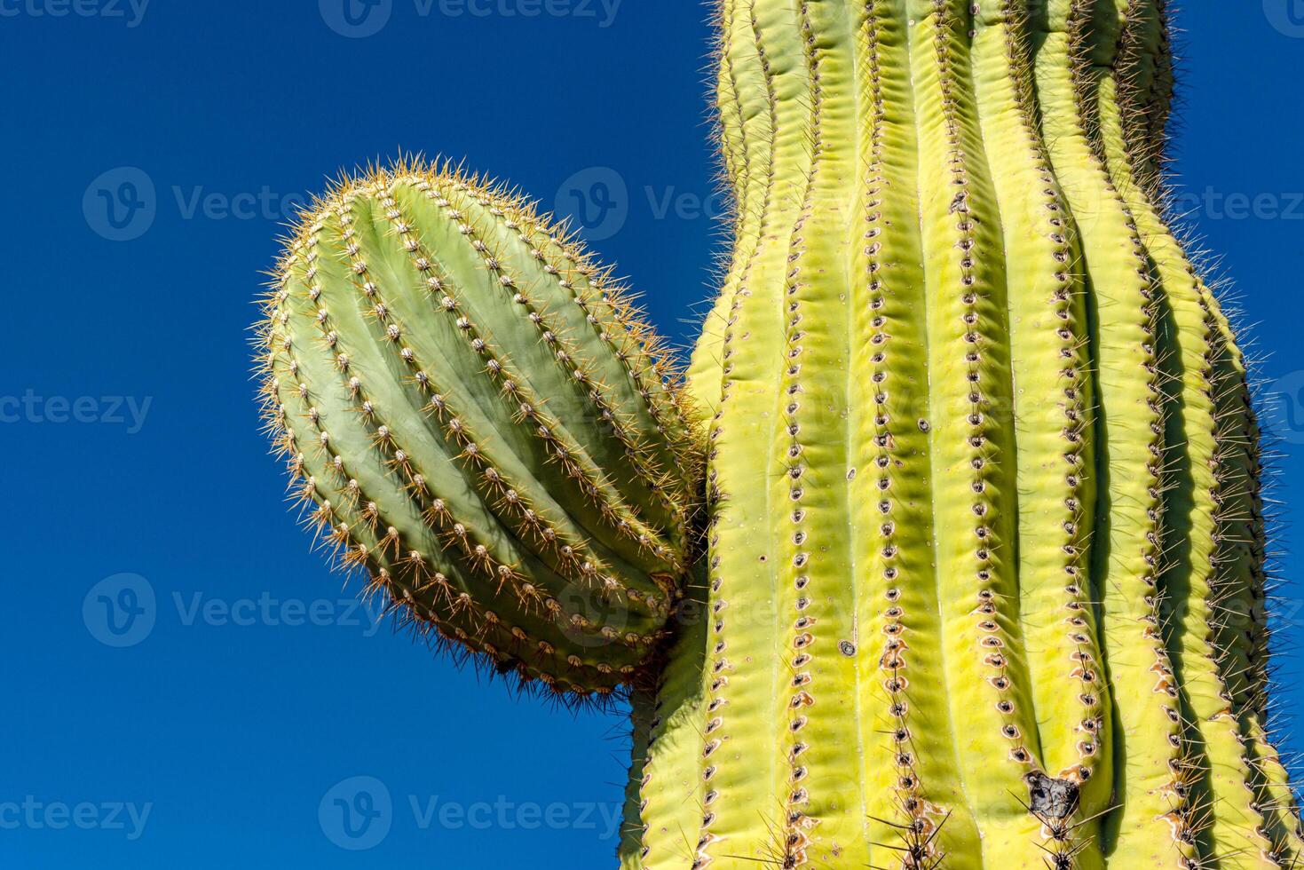Lateral shoot on a stem giant cactus Saguaro cactus Carnegiea gigantea against the blue sky, Arizona USA photo