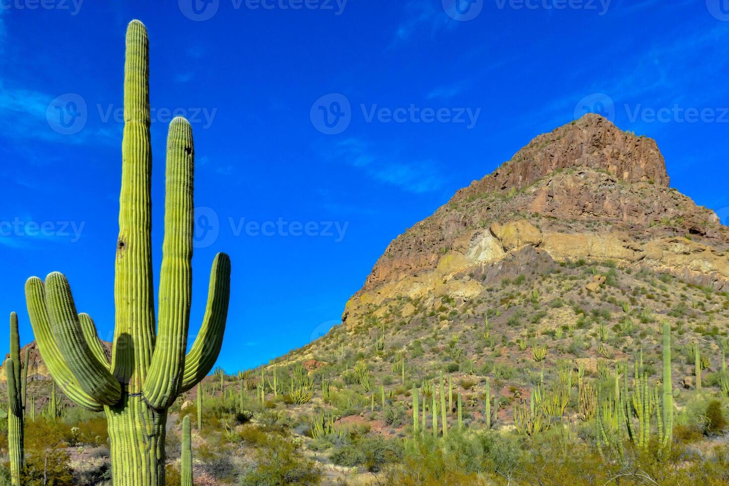 Giant cactus Saguaro cactus Carnegiea gigantea, Arizona USA photo
