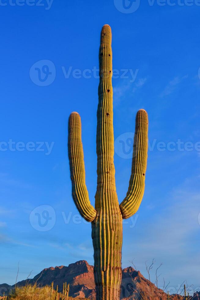 Medium shot, giant cactus Saguaro cactus Carnegiea gigantea against the blue sky, Arizona USA photo