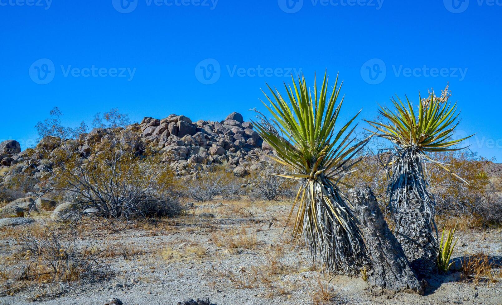 Rock desert landscape in California, yucca, cacti and desert plants in the foreground. photo