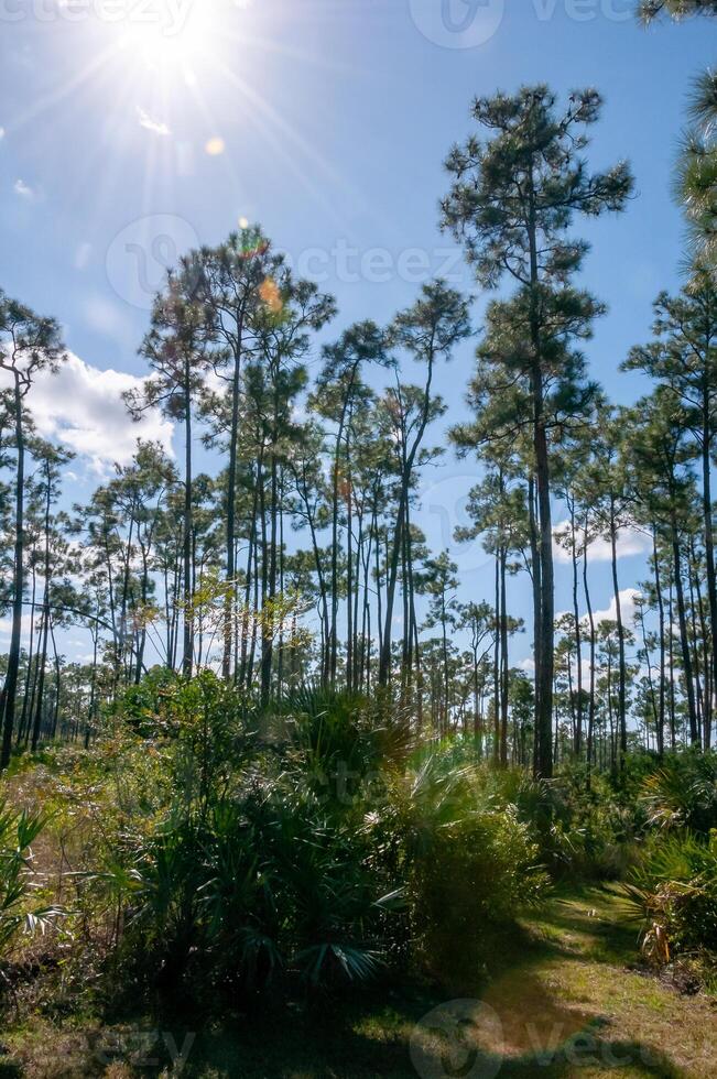 Low-growing palm trees under coniferous trees in the vicinity of a swamp in Florida photo
