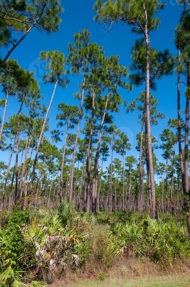 Low-growing palm trees under coniferous trees in the vicinity of a swamp in Florida photo