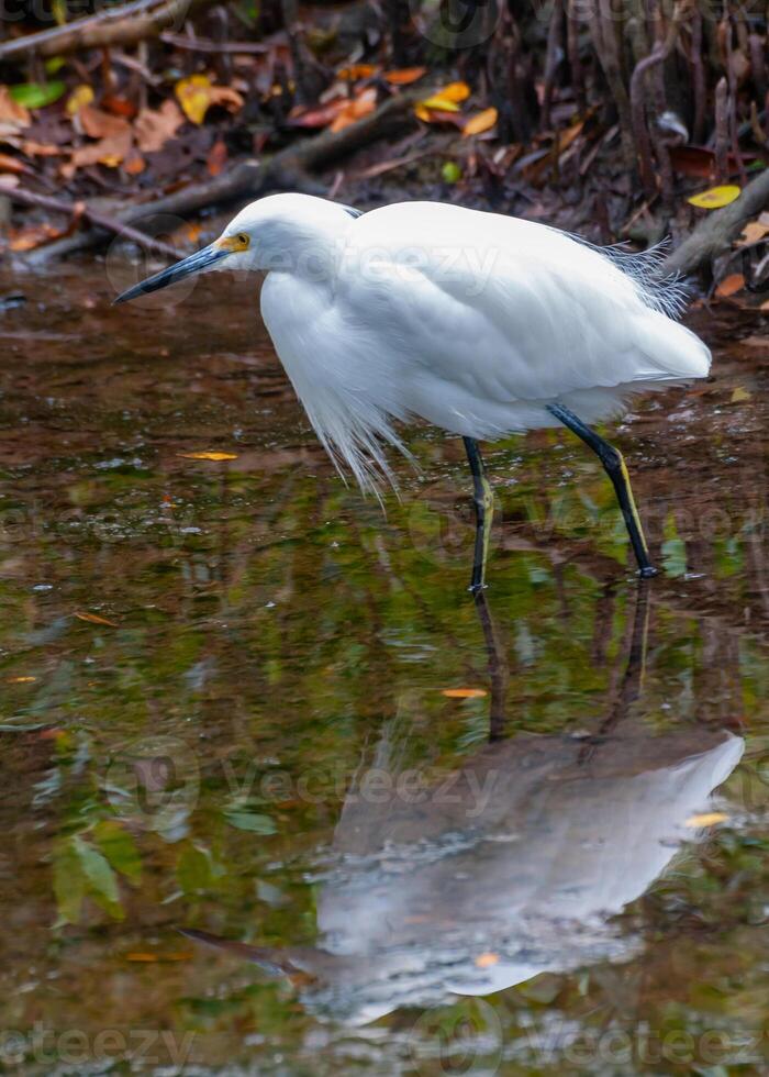 The great egret Ardea alba, a bird hunts in the water in the mangroves, Florida photo