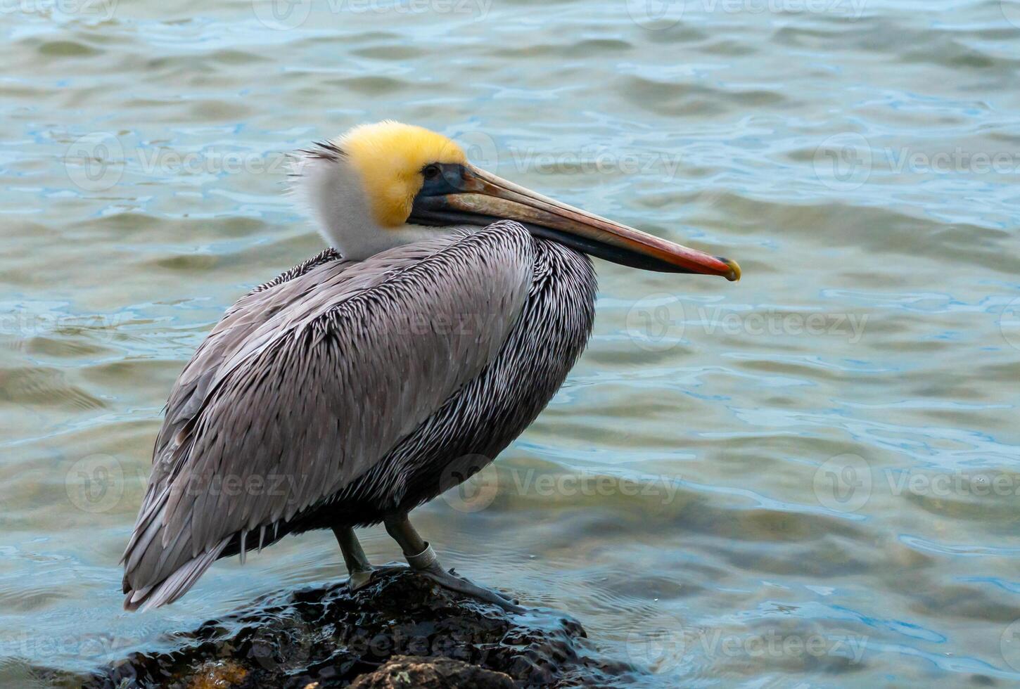 Brown Pelican Pelecanus occidentalis, an adult bird resting on a rock in the Gulf of Mexico, Florida photo