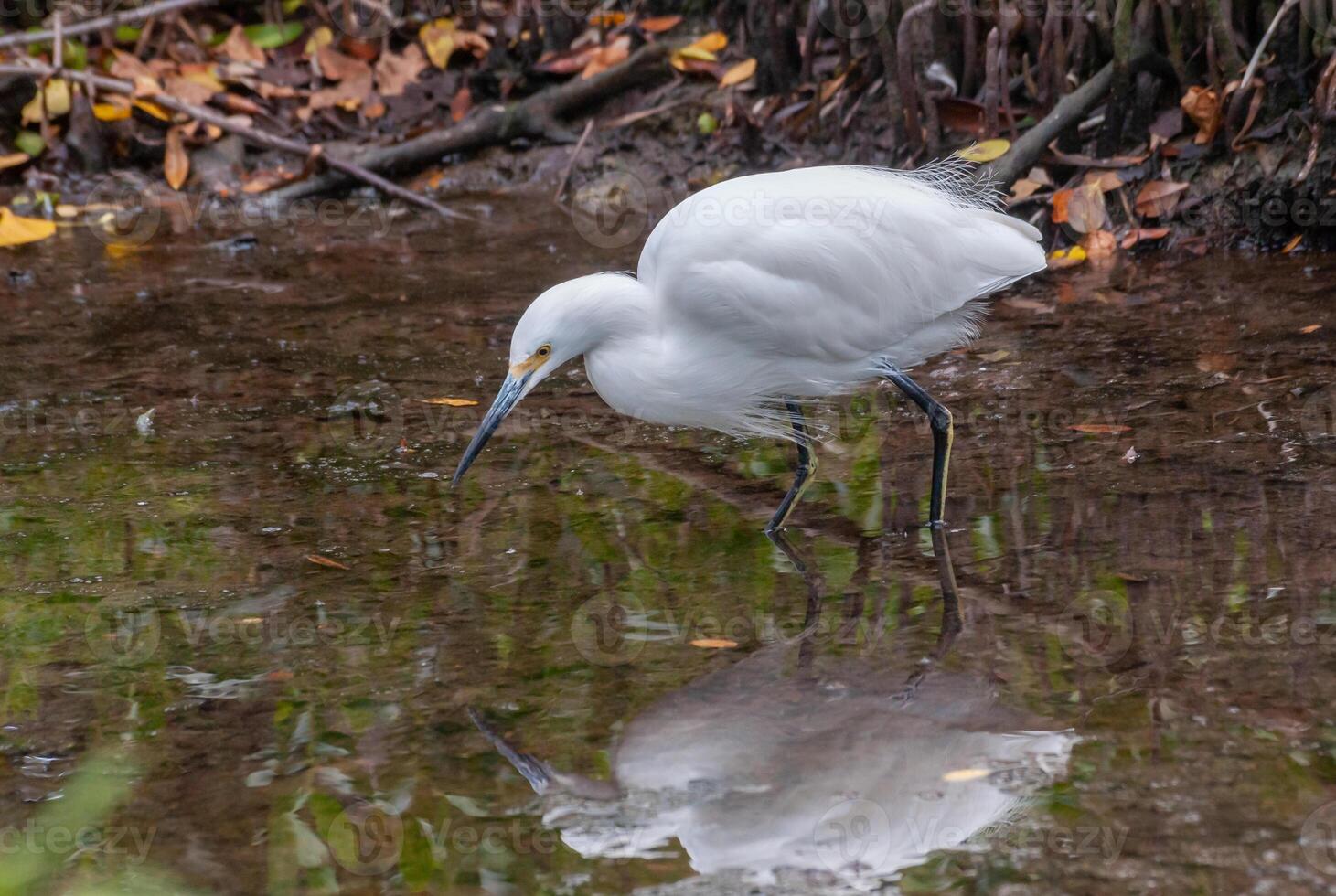 The great egret Ardea alba, a bird hunts in the water in the mangroves, Florida photo