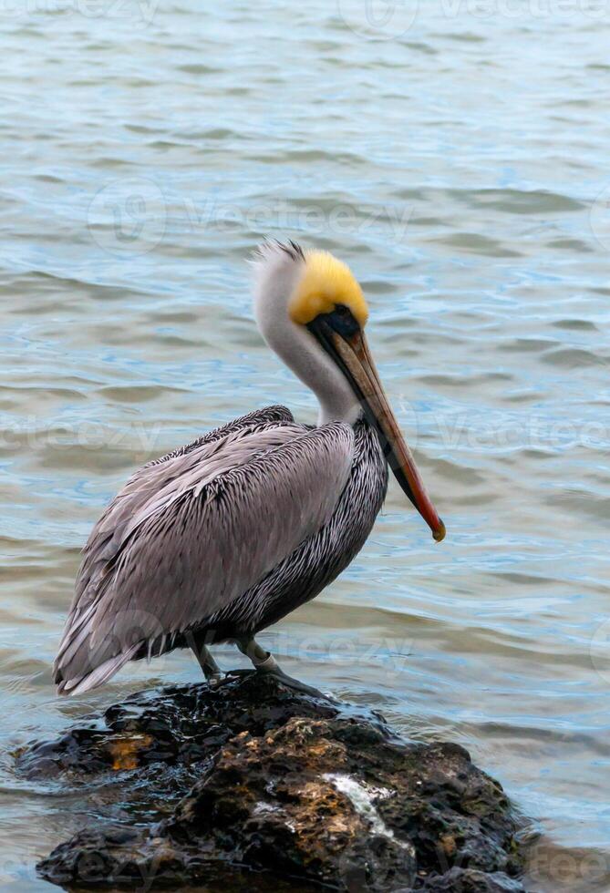 Brown Pelican Pelecanus occidentalis, an adult bird resting on a rock in the Gulf of Mexico, Florida photo