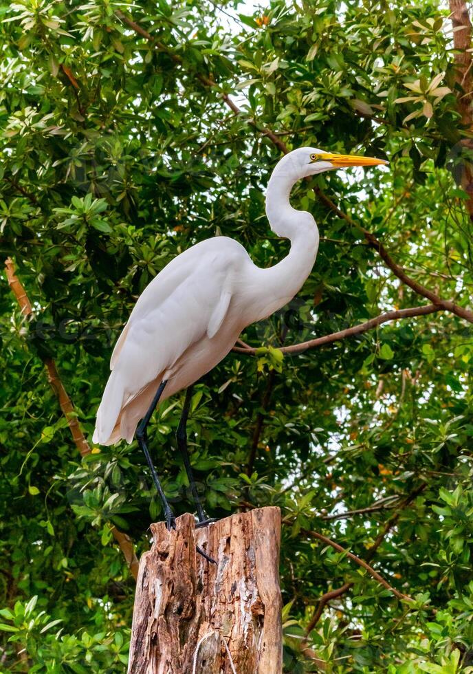 The great egret Ardea alba, bird resting in mangroves, Florida photo