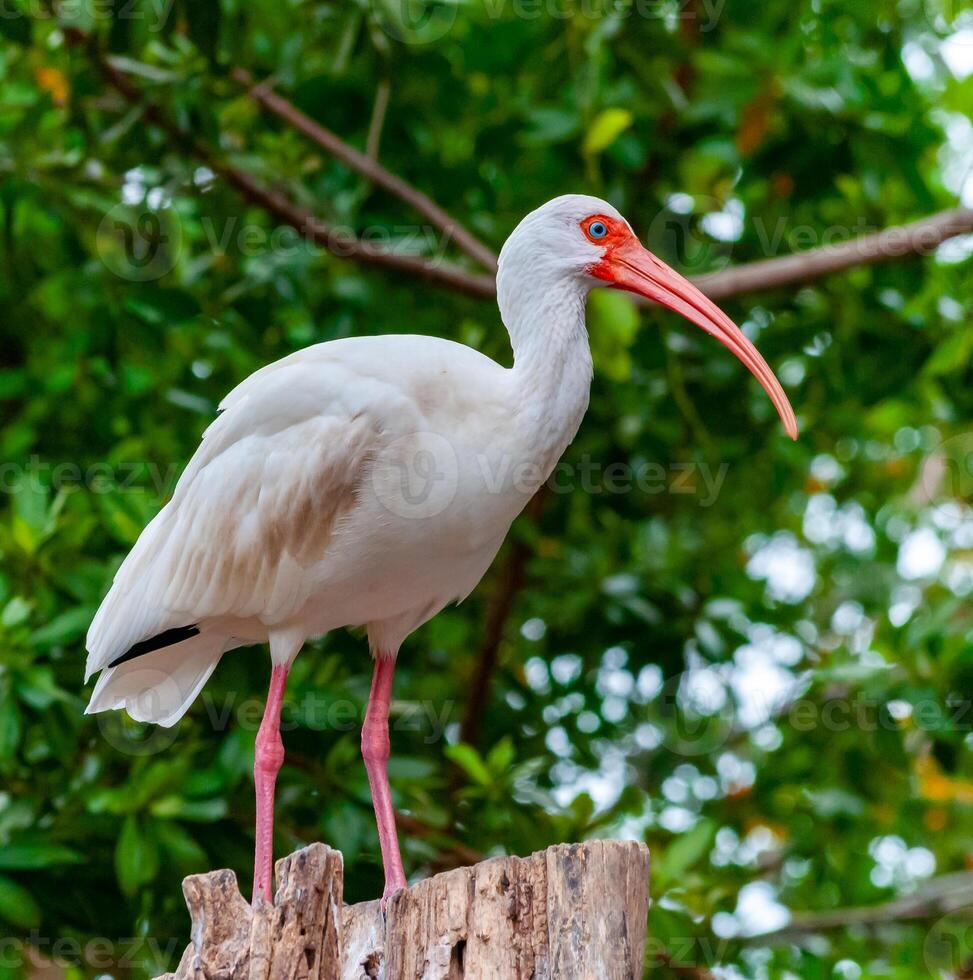 American white ibis Eudocimus albus, a bird with a red beak sits on a tree, Florida photo