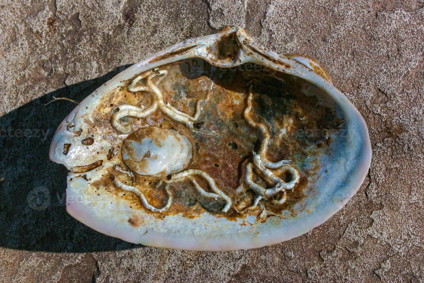 Mollusks Crepidula -Gastropoda attached to the shell on the sandy shore of a beach near Brighton Beach photo