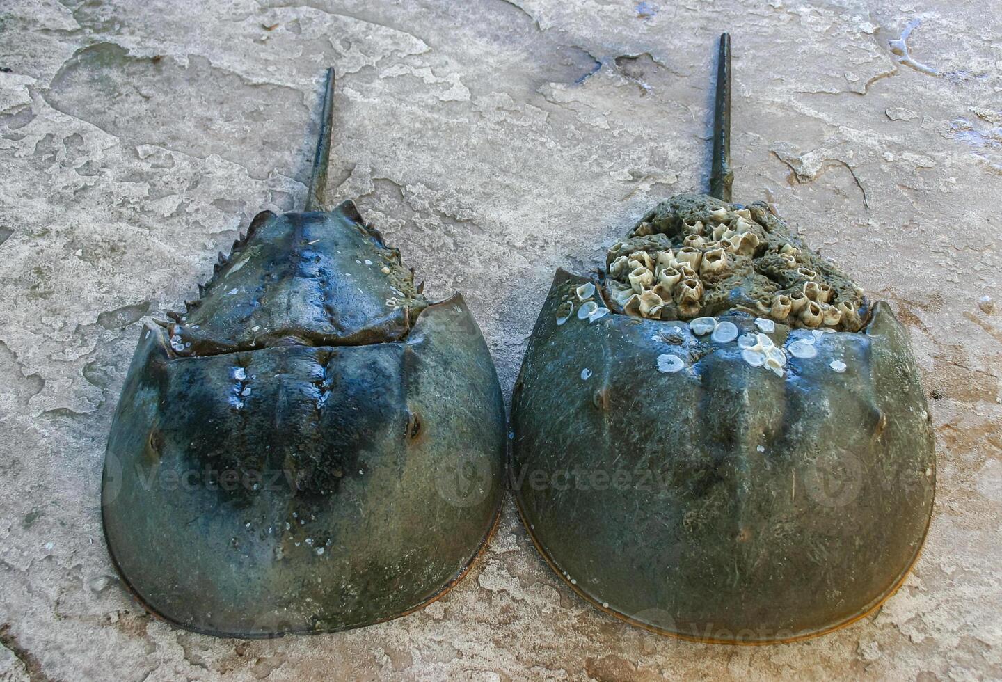 The female horseshoe crab Limulus polyphemus, An animal washed up by a storm on a sandy beach in Brighton Beach, New York, USA photo