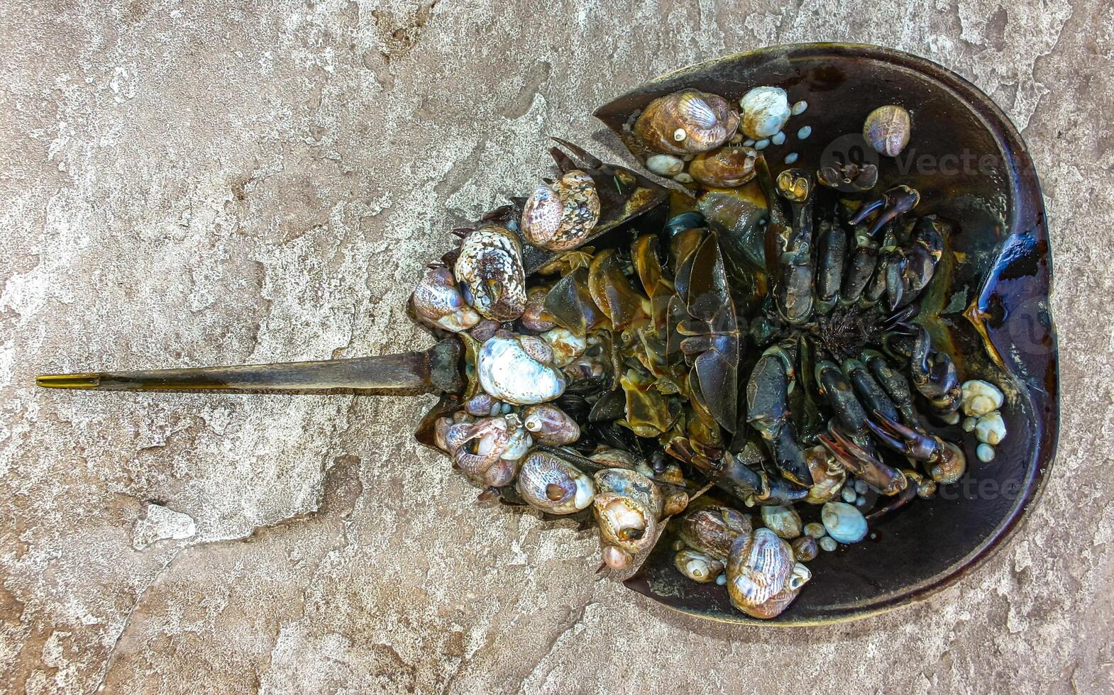 Mollusks attached to the shell of a horseshoe crab and washed up by a storm on the sandy shore of a beach near Brighton Beach photo