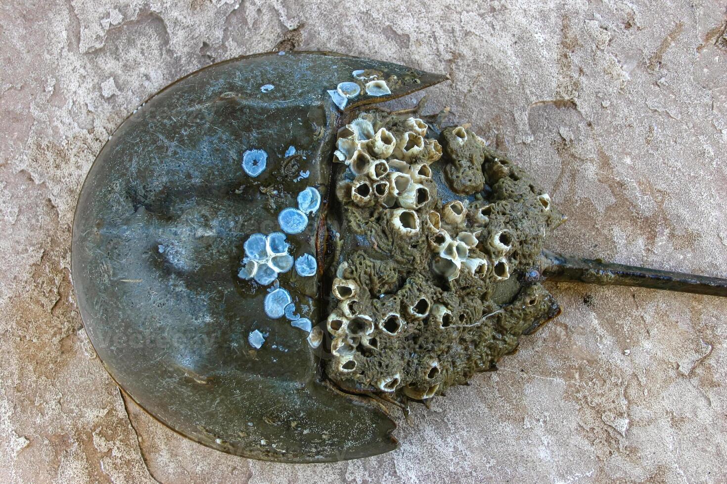 The female horseshoe crab Limulus polyphemus, An animal washed up by a storm on a sandy beach in Brighton Beach, New York, USA photo