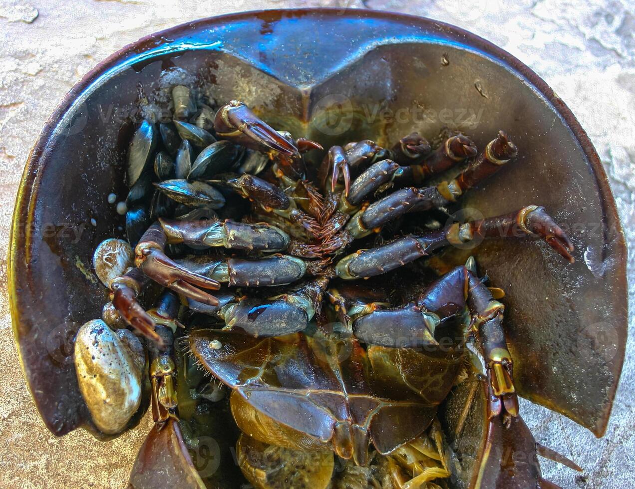 The female horseshoe crab Limulus polyphemus, An animal washed up by a storm on a sandy beach in Brighton Beach, New York, USA photo