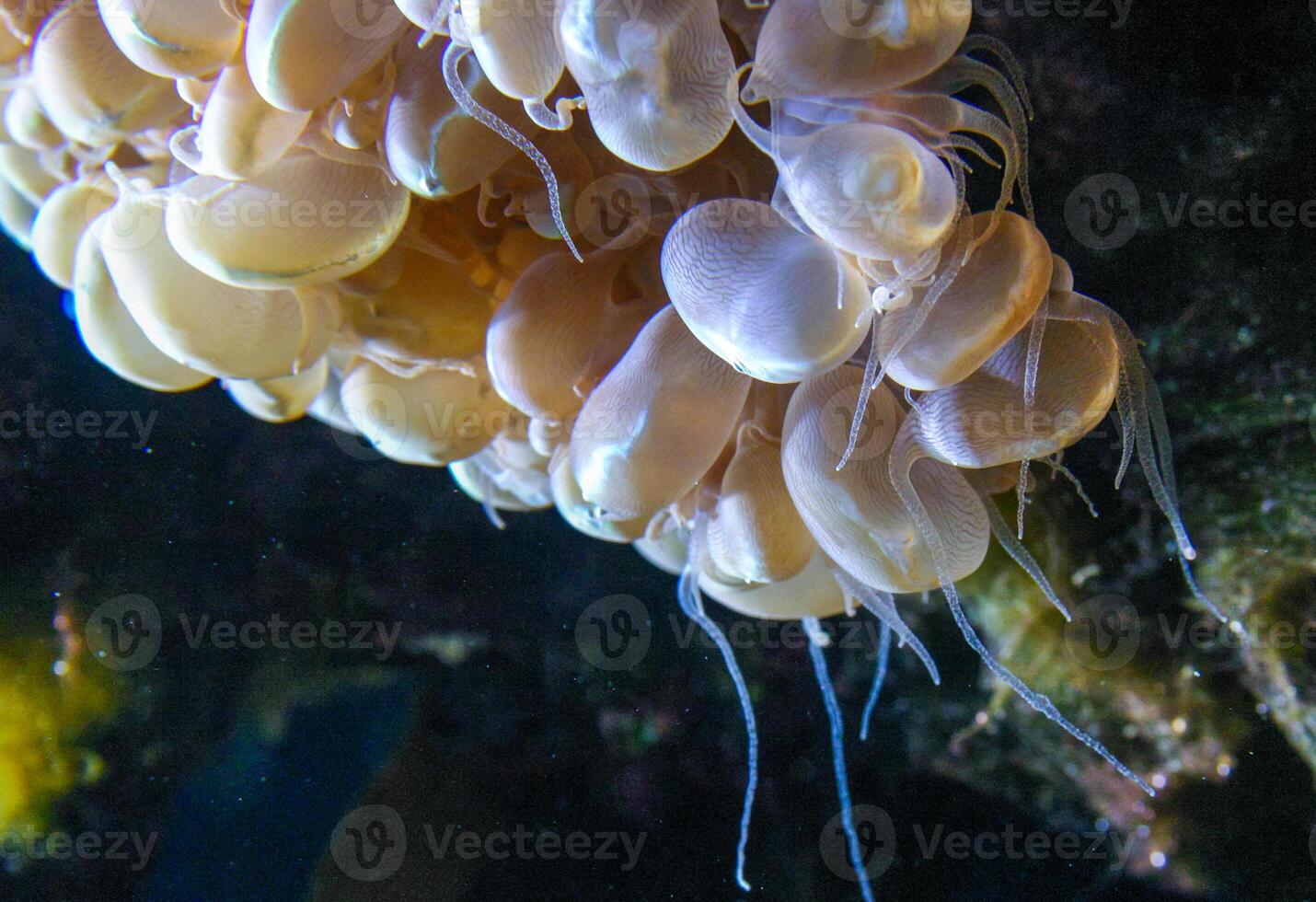 Plerogyra sinuosa - jelly-like species of the phylum Cnidaria, aquarium photo