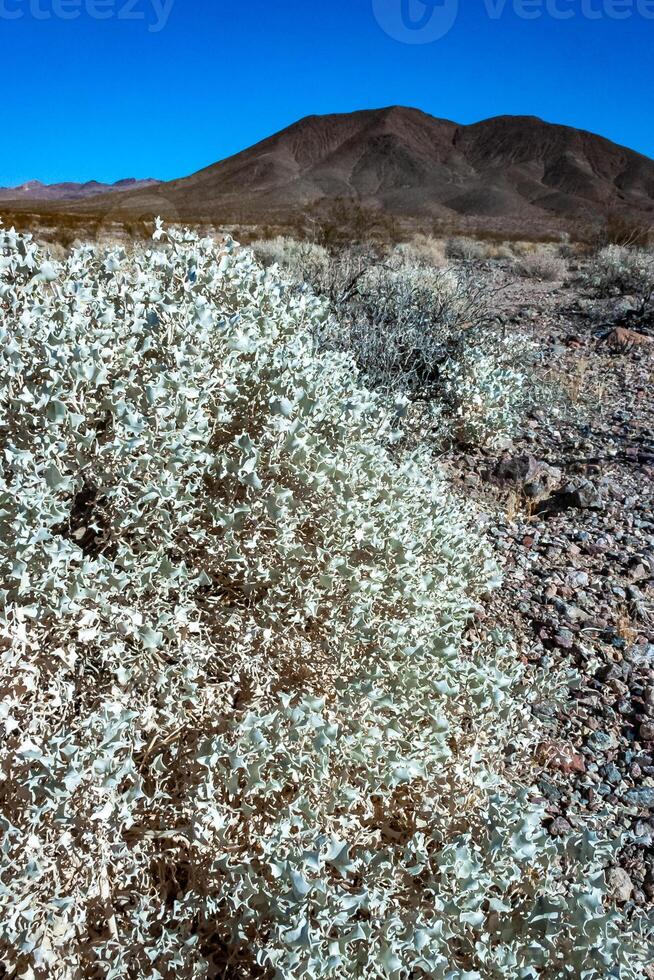 Arid desert vegetation in rock desert in valley mountains near Death Valley National Park, California photo