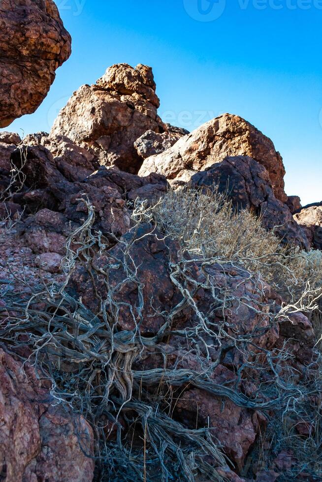 Arid desert vegetation in rock desert in valley mountains near Death Valley National Park, California photo