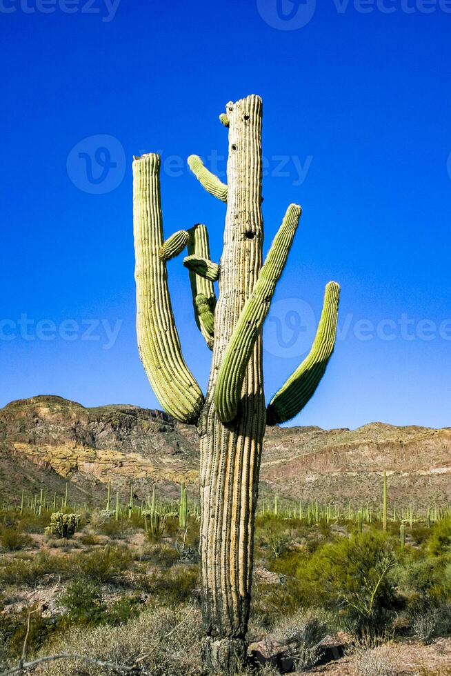 Carnegiea gigantea - giant cactus against a blue sky in the rock desert in Organ Pipe National Park, Arizona photo