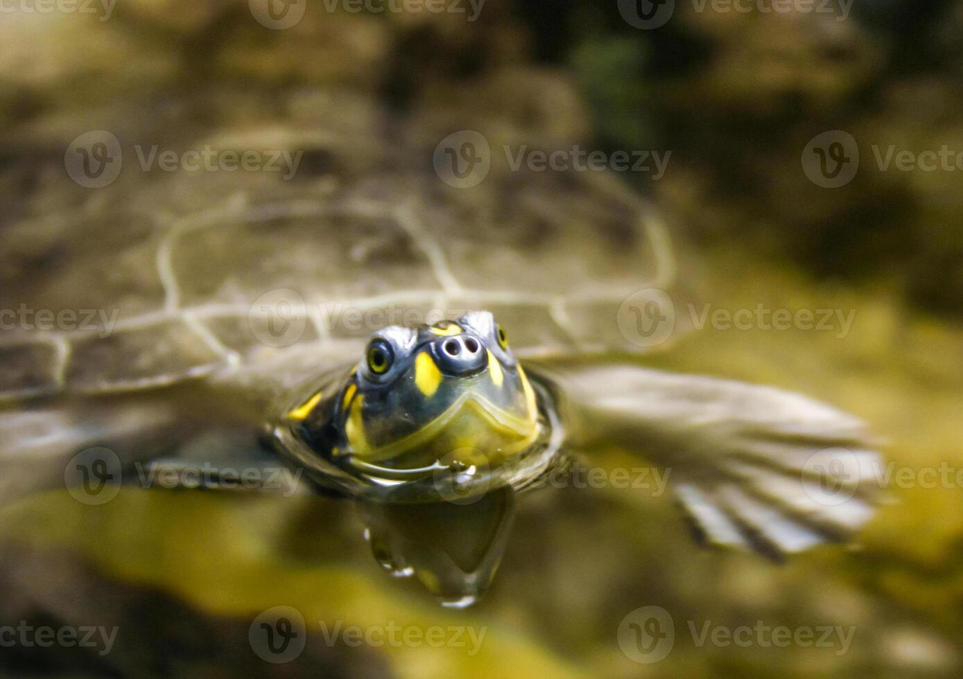 Turtle head sticking out of the water, oceanarium photo