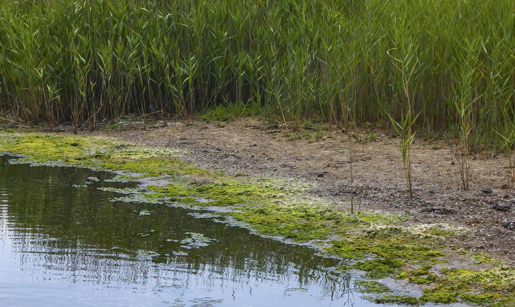 Green algae Ulva in the shallow bay of the Tiligul estuary, Ukraine photo
