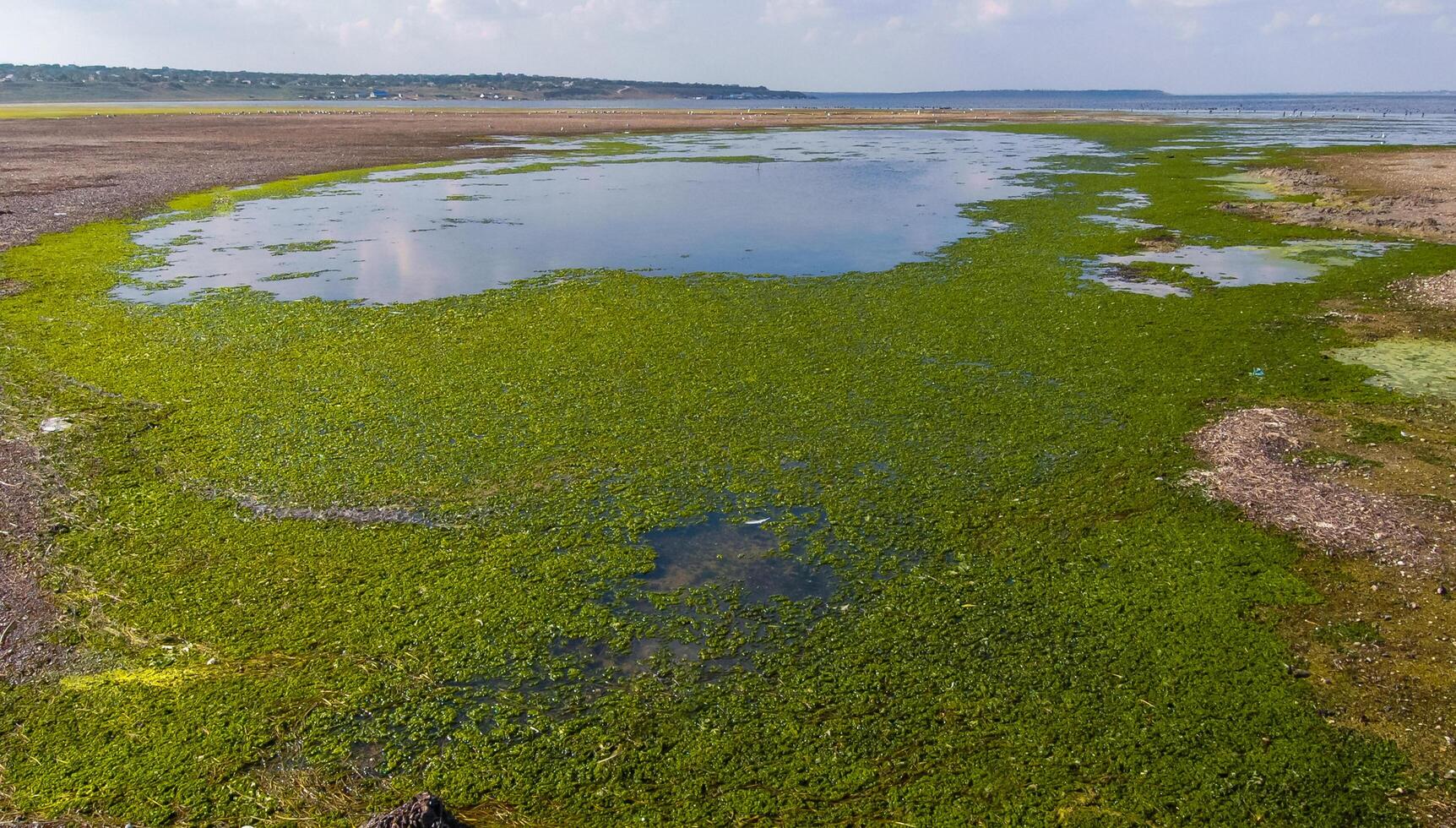 A large accumulation of green algae Ulva and Enteromorpha in a shallow estuary, eutrophication in the sea photo